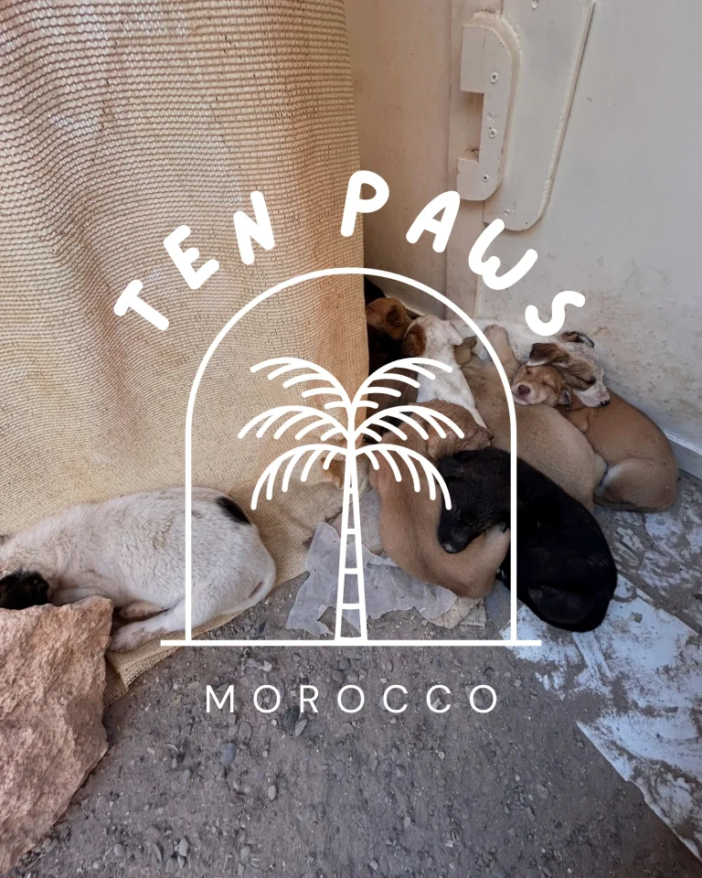 Logo for Ten Paws Morocco, designed to reflect the brand’s unique identity and its cultural connection to Morocco